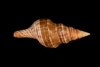 藏品(旋螺)的圖片